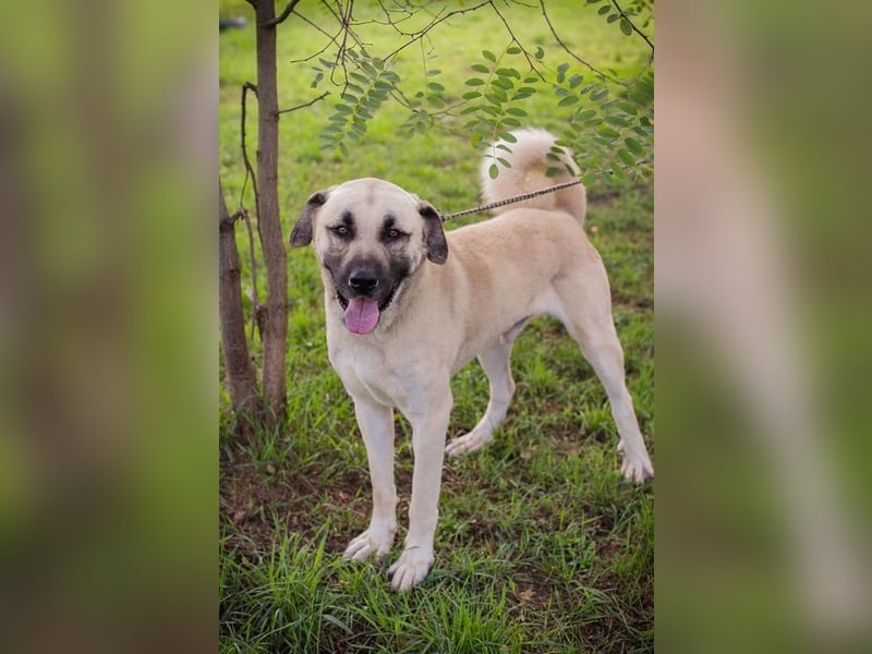 AUGUSTUS - der neugierige und selbstbewusste Rüde sucht ein hundeerfahrenes Zuhause