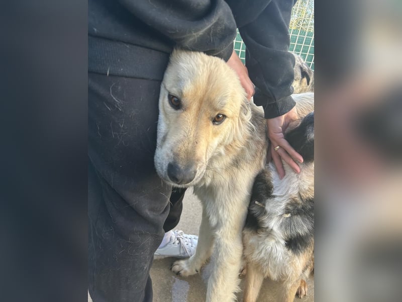 Sanfter BANDERO sucht dringend ZH oder PS ❤️