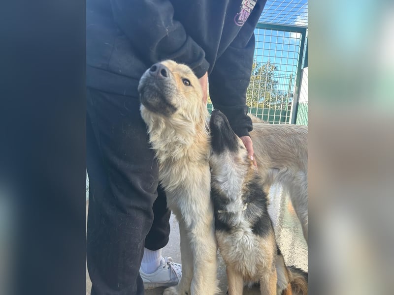 Sanfter BANDERO sucht dringend ZH oder PS ❤️