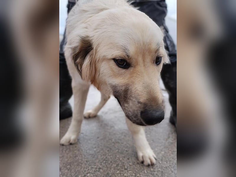 Sanfter BANDERO sucht dringend ZH oder PS ❤️