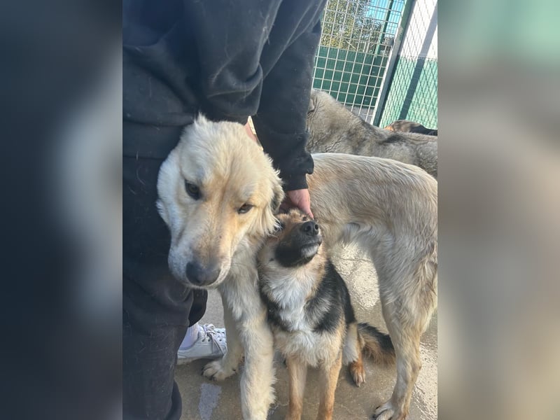 Sanfter BANDERO sucht dringend ZH oder PS ❤️