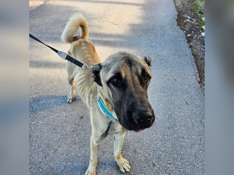 Cognac sucht dringend Zuhause oder PS❤️