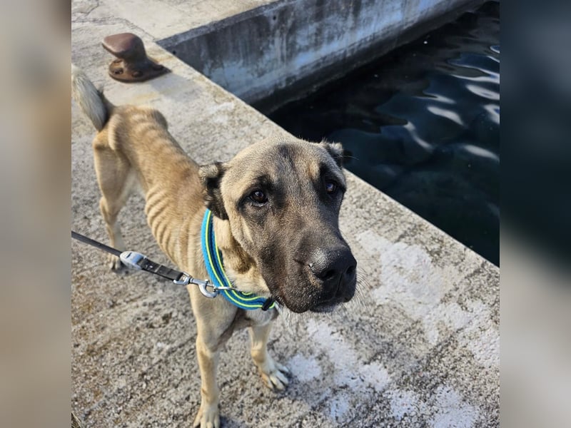 Cognac sucht dringend Zuhause oder PS❤️