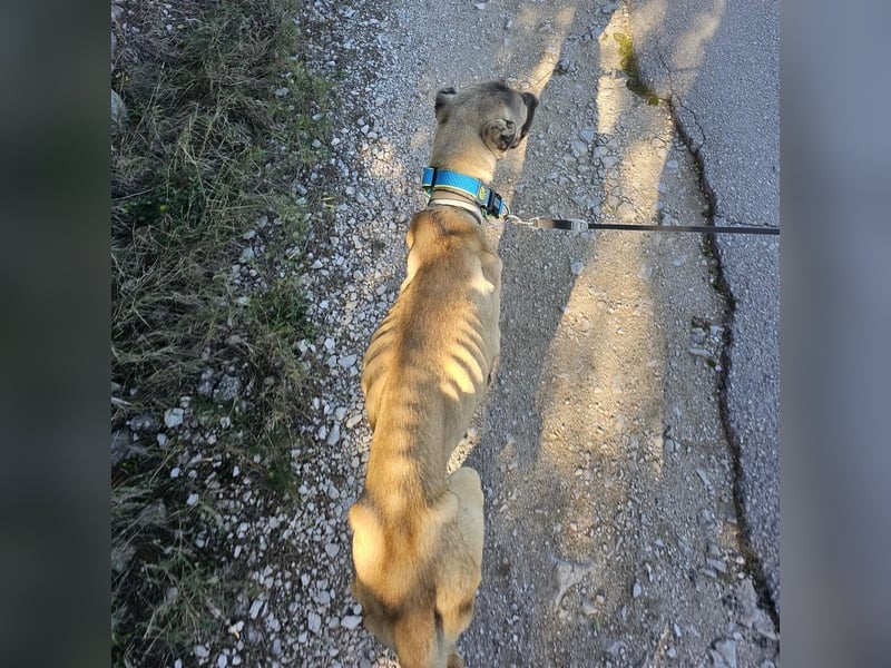 Cognac sucht dringend Zuhause oder PS❤️