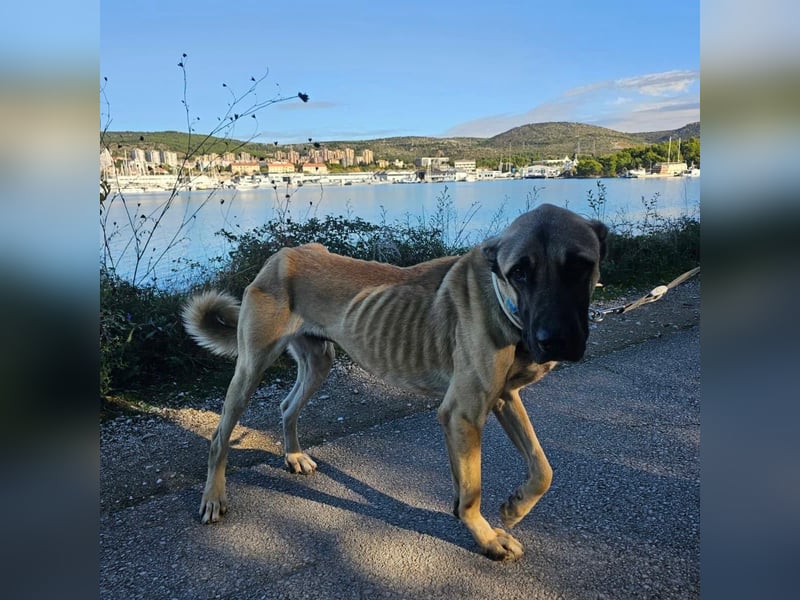 Cognac sucht dringend Zuhause oder PS❤️