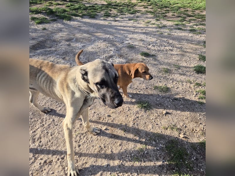 Cognac sucht dringend Zuhause oder PS❤️