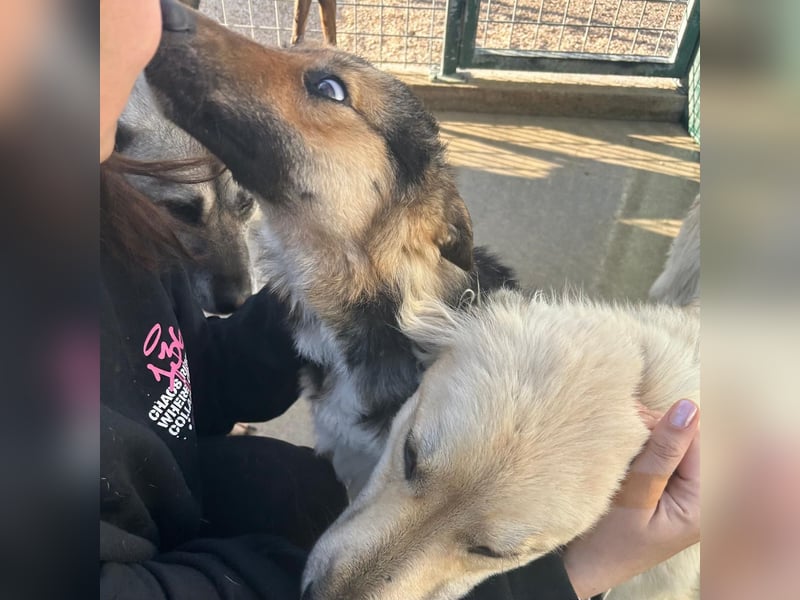 Sanfter BANDERO sucht dringend ZH oder PS ❤️