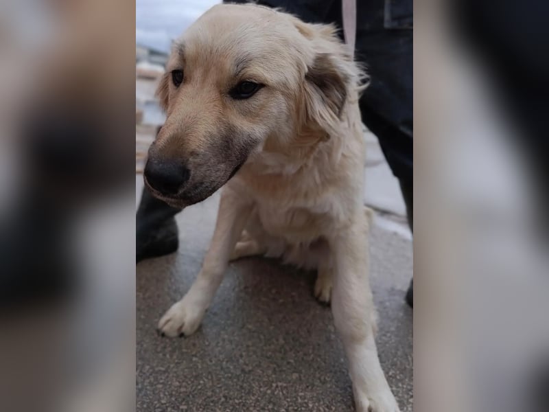 Sanfter BANDERO sucht dringend ZH oder PS ❤️