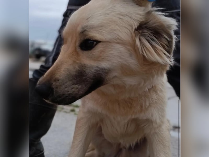 Sanfter BANDERO sucht dringend ZH oder PS ❤️