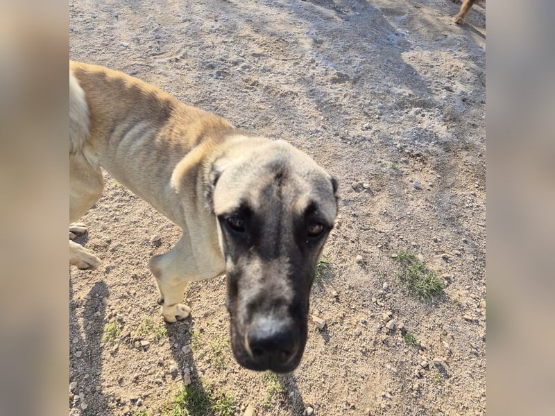 Cognac sucht dringend Zuhause oder PS❤️