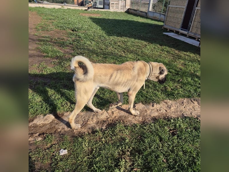 Cognac sucht dringend Zuhause oder PS❤️