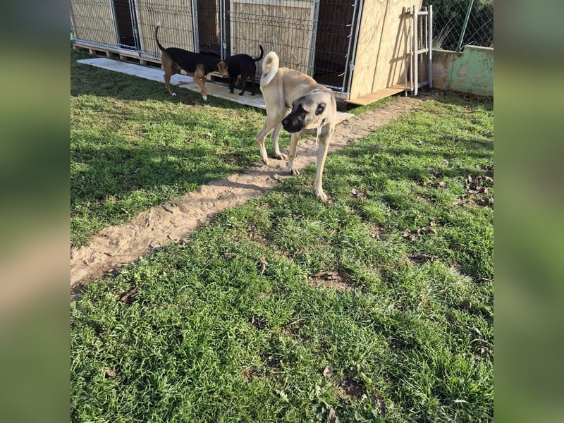 Cognac sucht dringend Zuhause oder PS❤️