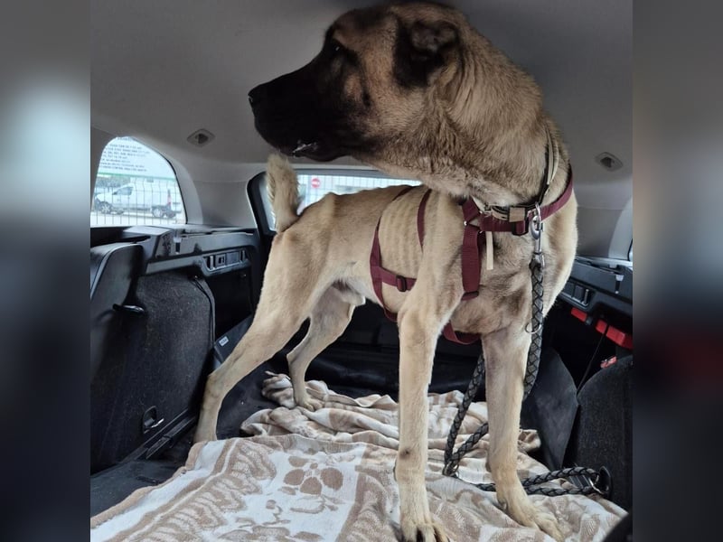 Cognac sucht dringend Zuhause oder PS❤️