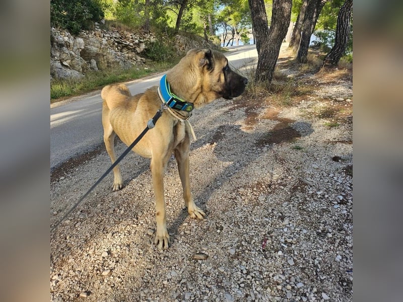 Cognac sucht dringend Zuhause oder PS❤️