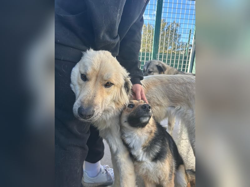 Sanfter BANDERO sucht dringend ZH oder PS ❤️