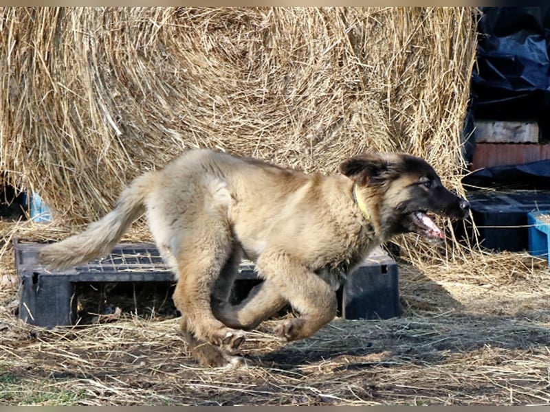 Piroska, intelligentes Hundemädchen, ca. 1 Jahr, ca. 65 cm, ca. 40 kg