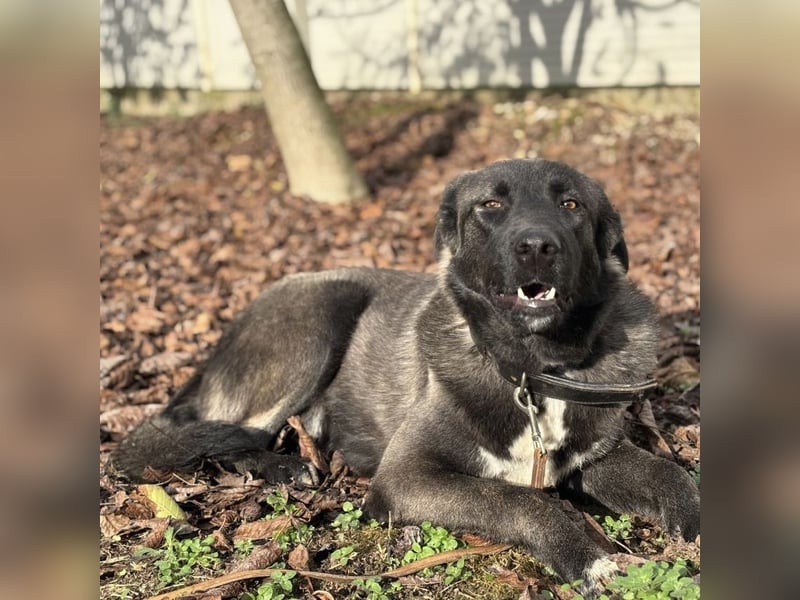 Ferin eine sanfte unsichere Hündin