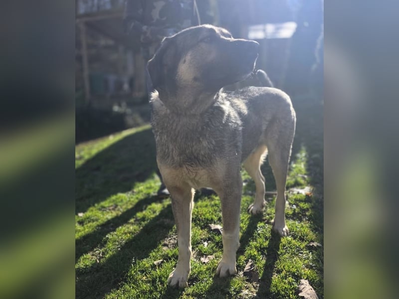 Sardor ein prachtvoller imposanter Rüde