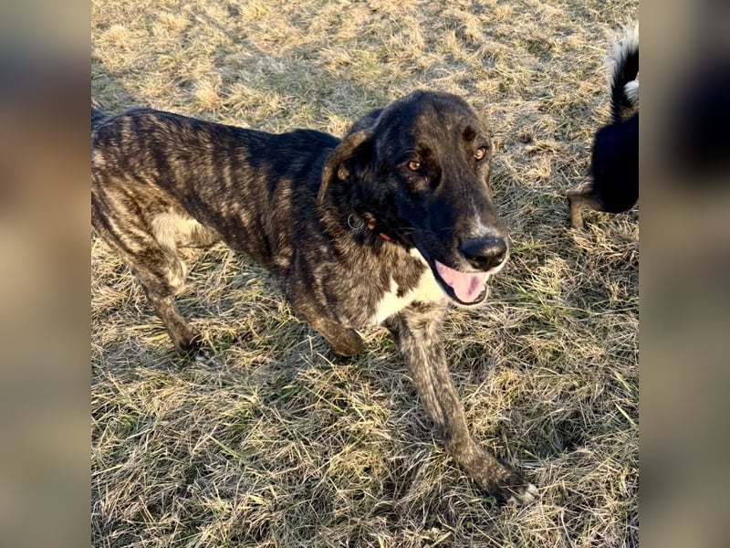 Rajah ein imposanter gutmütiger Kerl