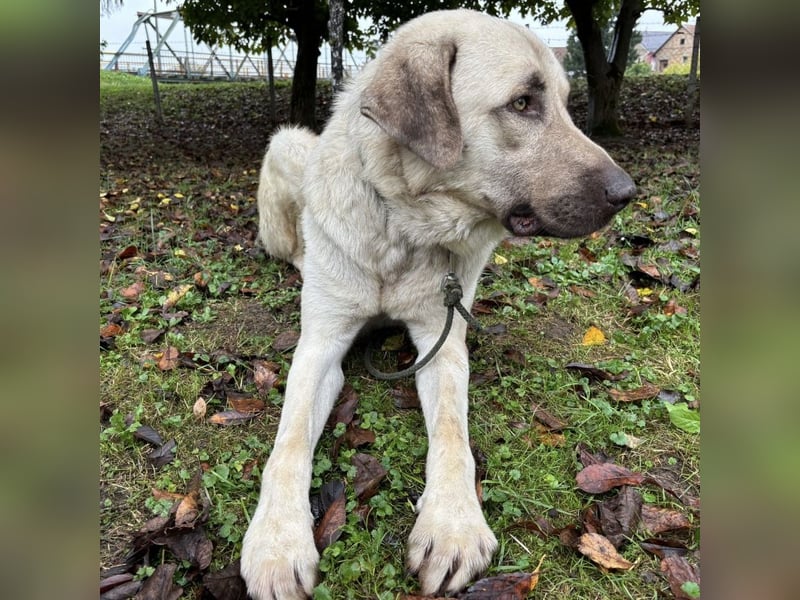 Zeus ein sehr großer Bub