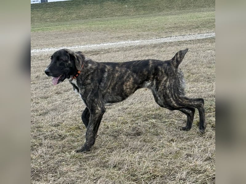 Rajah ein imposanter gutmütiger Kerl