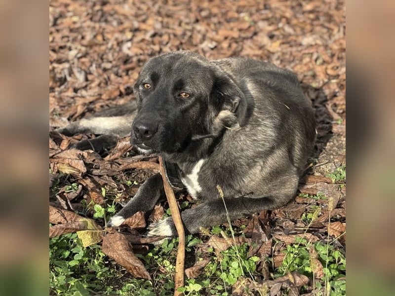 Ferin eine sanfte unsichere Hündin