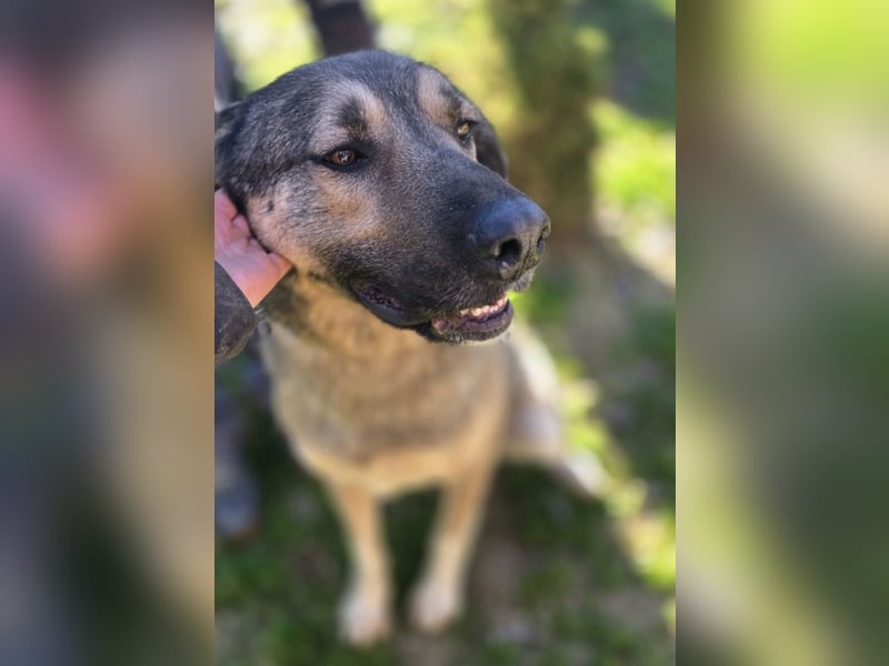 Sardor ein prachtvoller imposanter Rüde