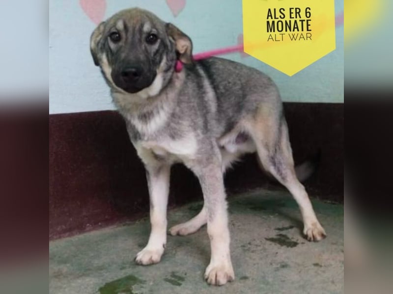 Matty eine gebrochene Seele