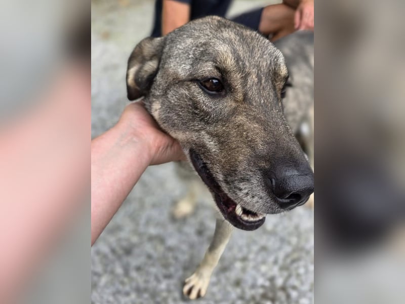 Matty eine gebrochene Seele