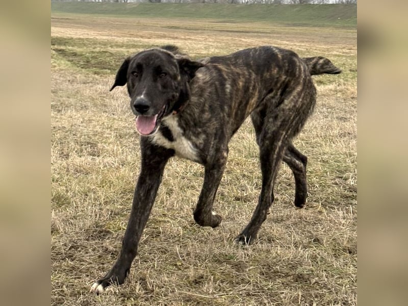 Rajah ein imposanter gutmütiger Kerl