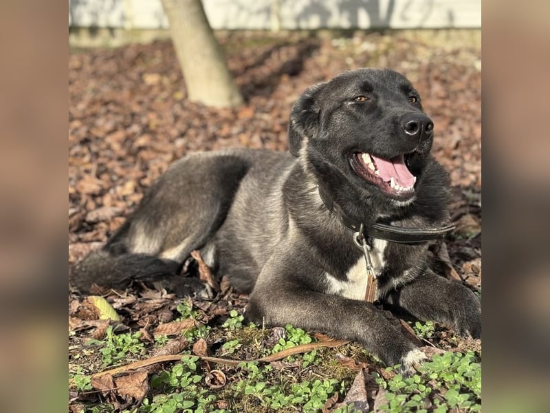 Ferin eine sanfte unsichere Hündin