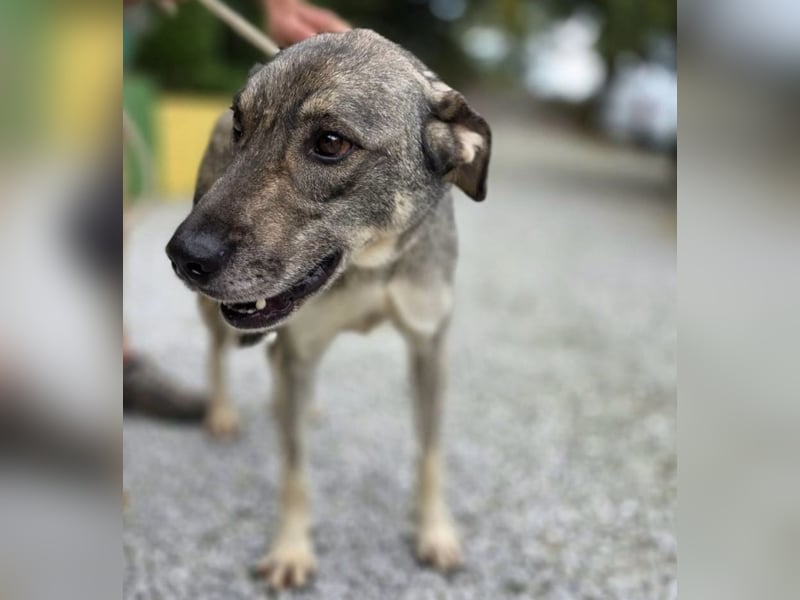 Matty eine gebrochene Seele