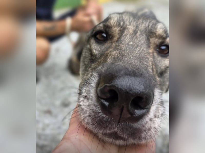 Matty eine gebrochene Seele