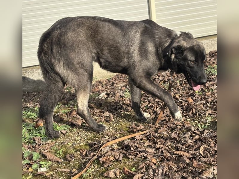 Ferin eine sanfte unsichere Hündin