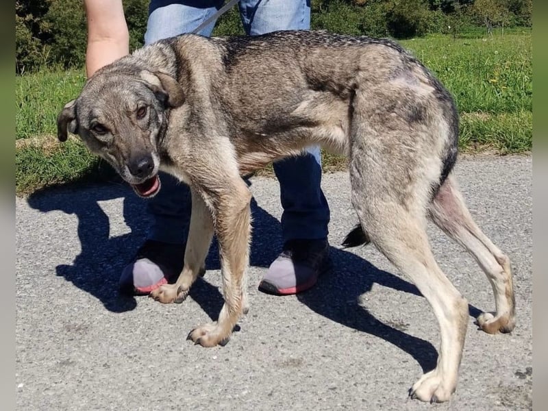 Matty eine gebrochene Seele