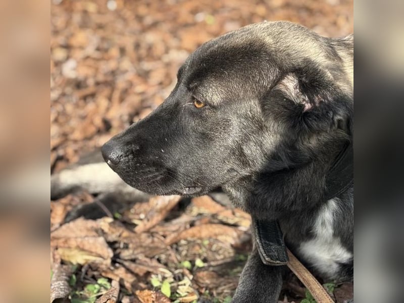 Ferin eine sanfte unsichere Hündin