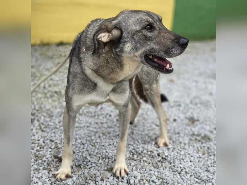 Matty eine gebrochene Seele