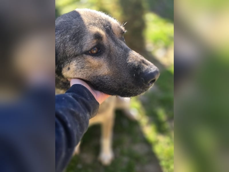 Sardor ein prachtvoller imposanter Rüde