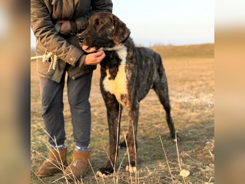 Rajah ein imposanter gutmütiger Kerl