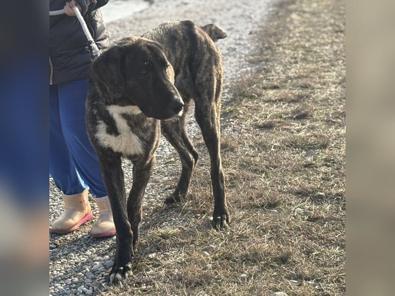 Rajah ein imposanter gutmütiger Kerl