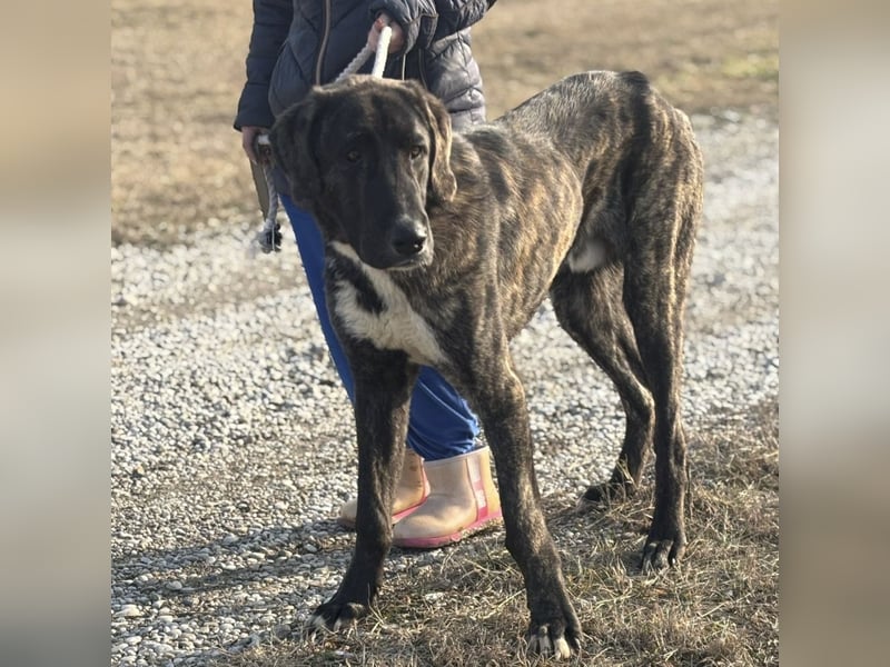 Rajah ein imposanter gutmütiger Kerl