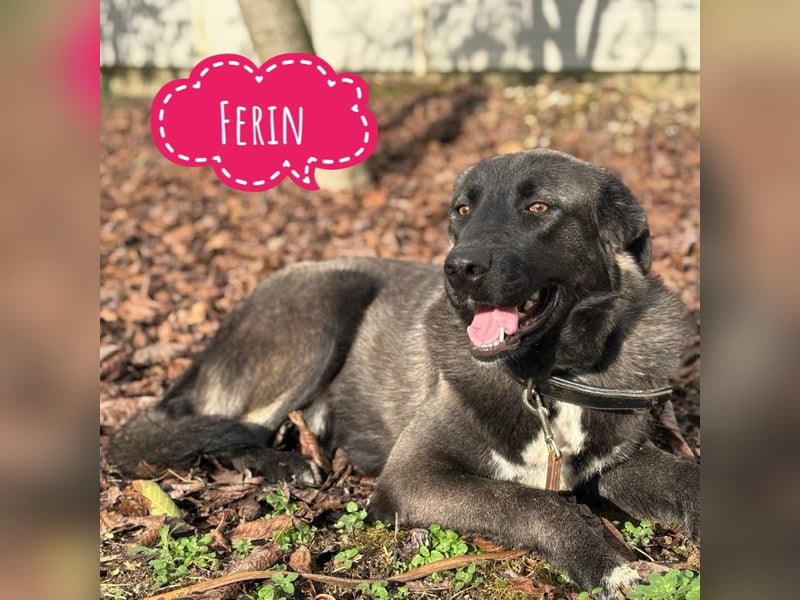 Ferin eine sanfte unsichere Hündin