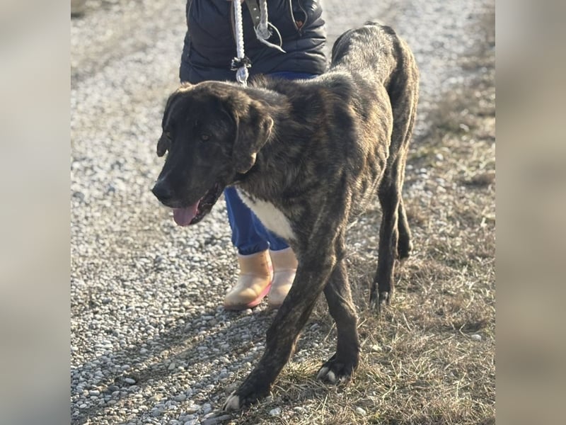 Rajah ein imposanter gutmütiger Kerl