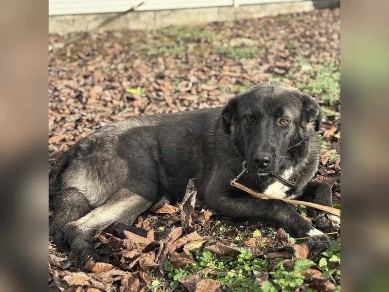 Ferin eine sanfte unsichere Hündin