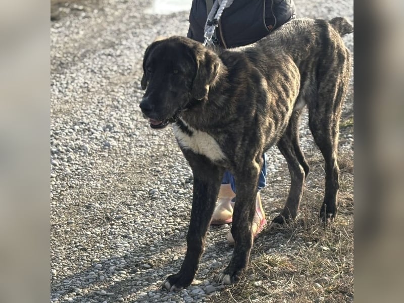 Rajah ein imposanter gutmütiger Kerl