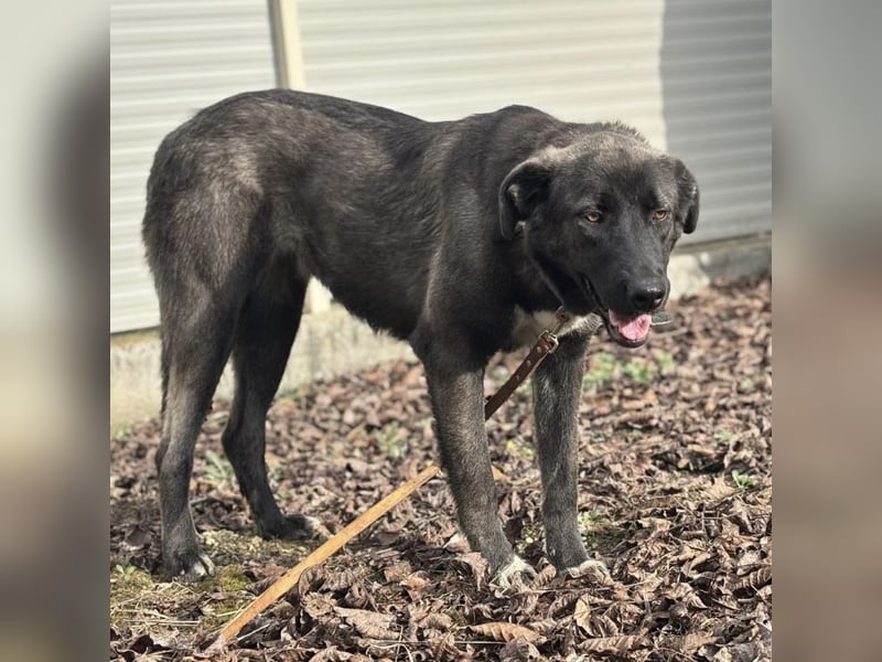 Ferin eine sanfte unsichere Hündin