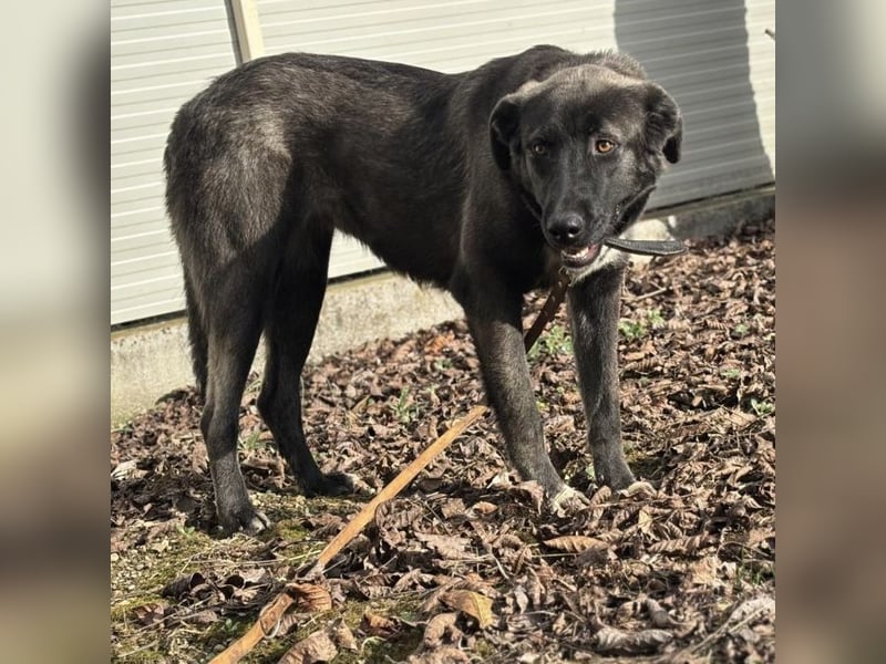 Ferin eine sanfte unsichere Hündin