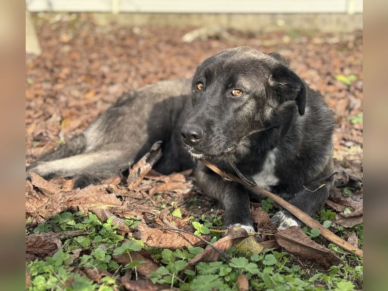 Ferin eine sanfte unsichere Hündin