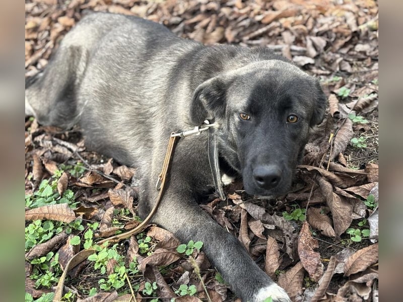 Ferin eine sanfte unsichere Hündin