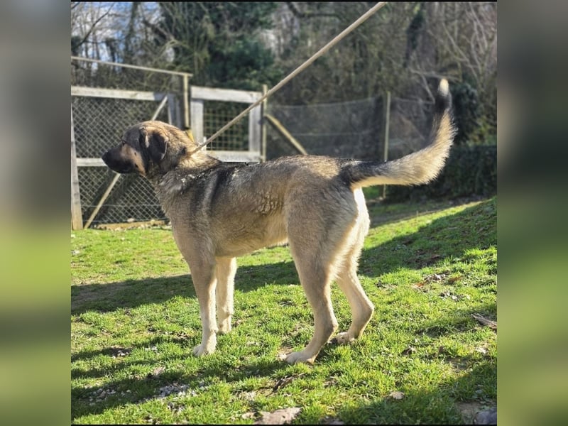 Sardor ein prachtvoller imposanter Rüde